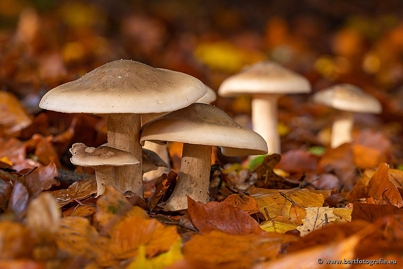 Paddenstoelen 2021, Bart Fotografie-092