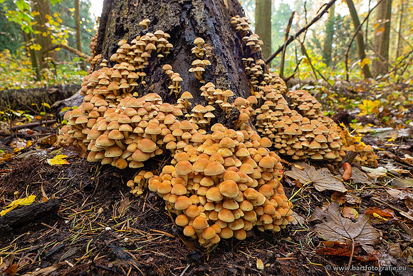 Paddenstoelen 2021, Bart Fotografie-090