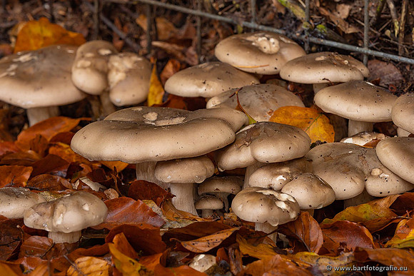 Paddenstoelen 2021, Bart Fotografie-094