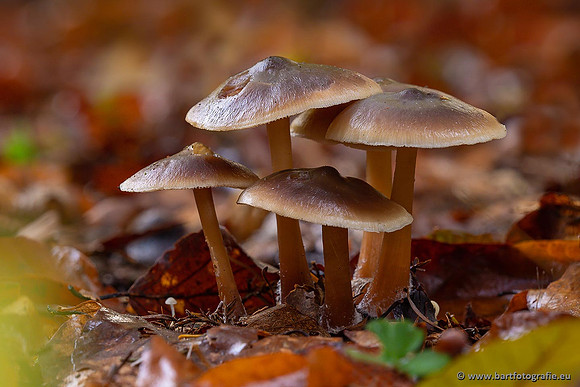 Paddenstoelen 2021, Bart Fotografie-097
