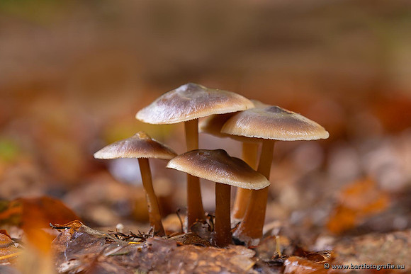 Paddenstoelen 2021, Bart Fotografie-099