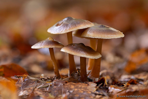 Paddenstoelen 2021, Bart Fotografie-098