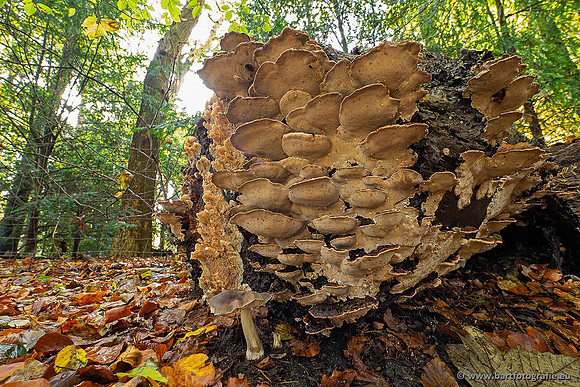 Paddenstoelen 2021, Bart Fotografie-096