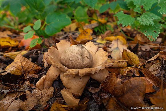 Paddenstoelen 2021, Bart Fotografie-101