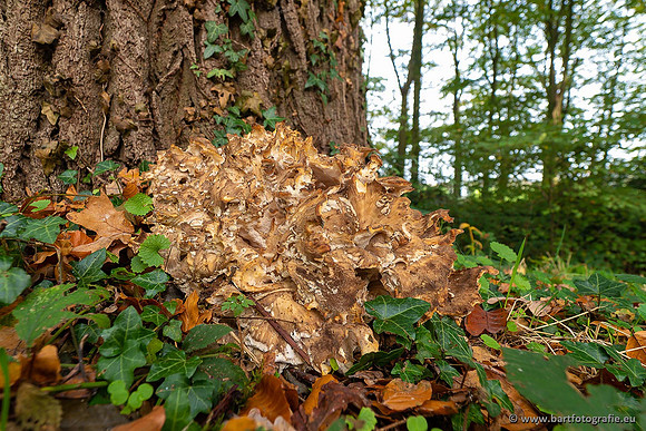 Paddenstoelen 2021, Bart Fotografie-100