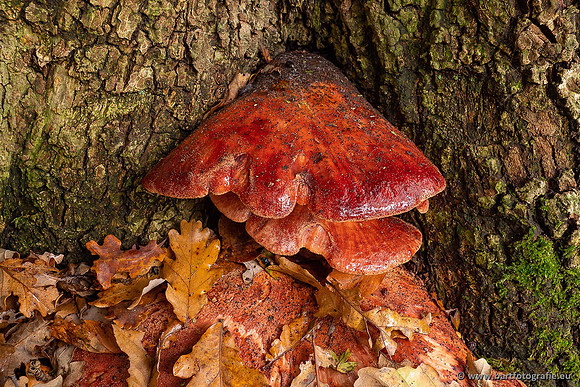 Paddenstoelen 2021, Bart Fotografie-102