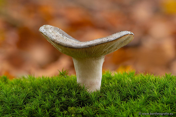 Paddenstoelen 2021, Bart Fotografie-103