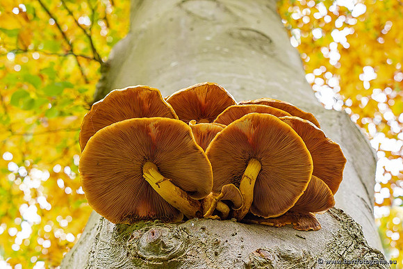 Paddenstoelen 2021, Bart Fotografie-104
