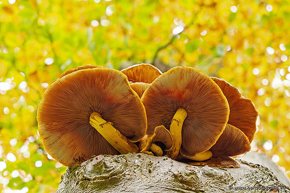 Paddenstoelen 2021, Bart Fotografie-105
