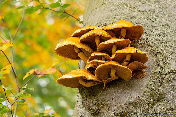 Paddenstoelen 2021, Bart Fotografie-106
