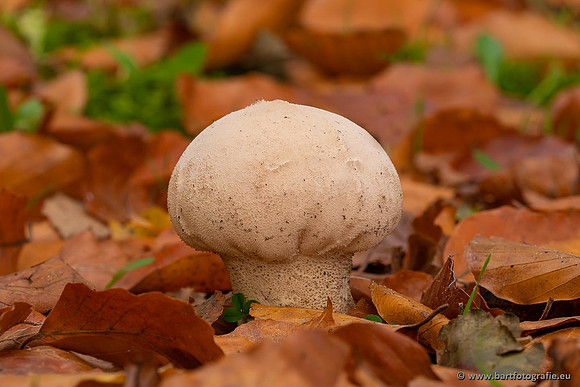 Paddenstoelen 2021, Bart Fotografie-109