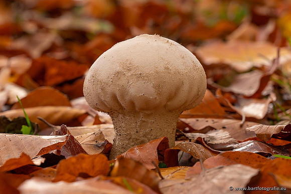 Paddenstoelen 2021, Bart Fotografie-108