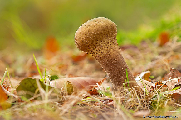 Paddenstoelen 2021, Bart Fotografie-110