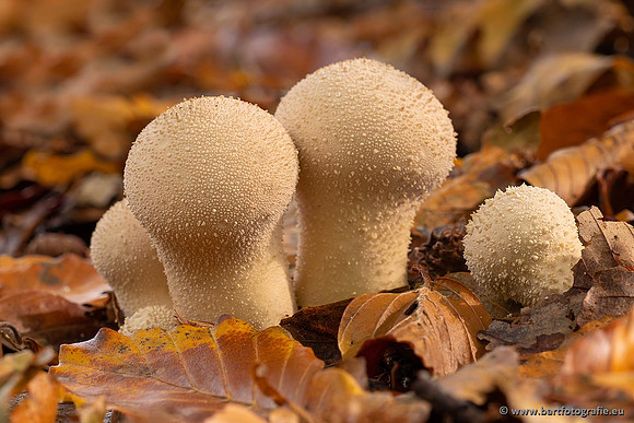 Paddenstoelen 2021, Bart Fotografie-111