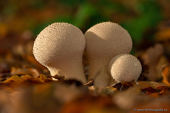 Paddenstoelen 2021, Bart Fotografie-113