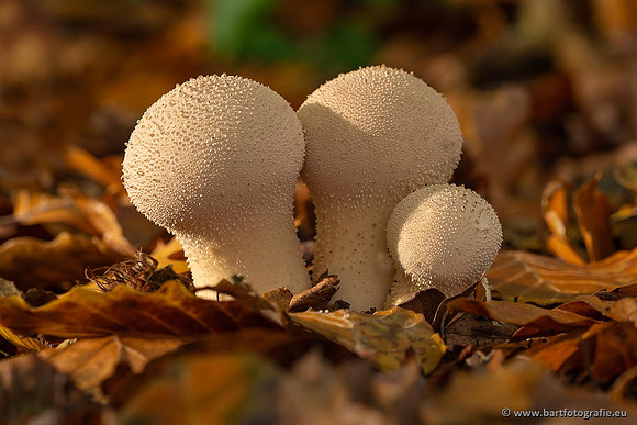 Paddenstoelen 2021, Bart Fotografie-112