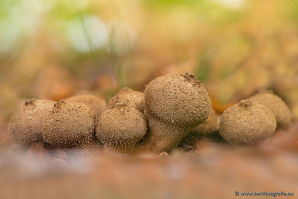 Paddenstoelen 2021, Bart Fotografie-115