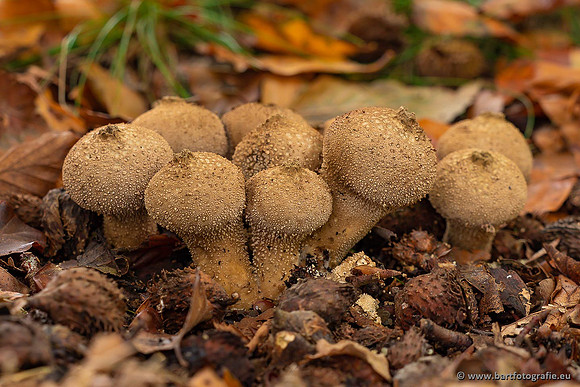 Paddenstoelen 2021, Bart Fotografie-114