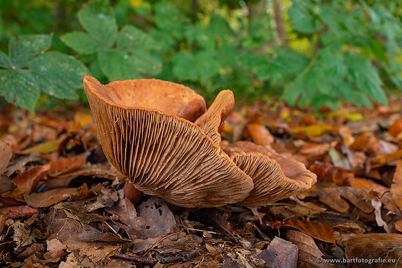 Paddenstoelen 2021, Bart Fotografie-117