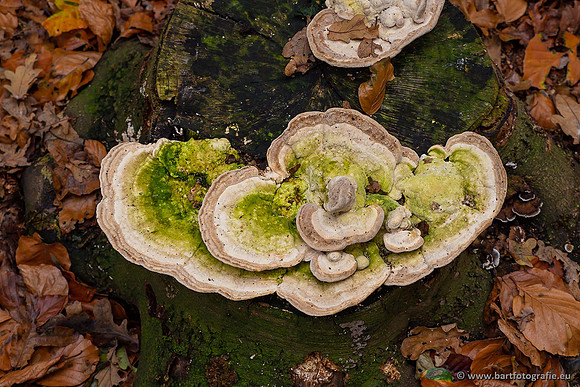 Paddenstoelen 2021, Bart Fotografie-116