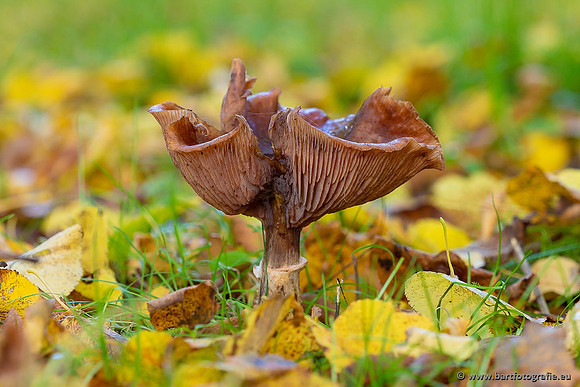 Paddenstoelen 2021, Bart Fotografie-122