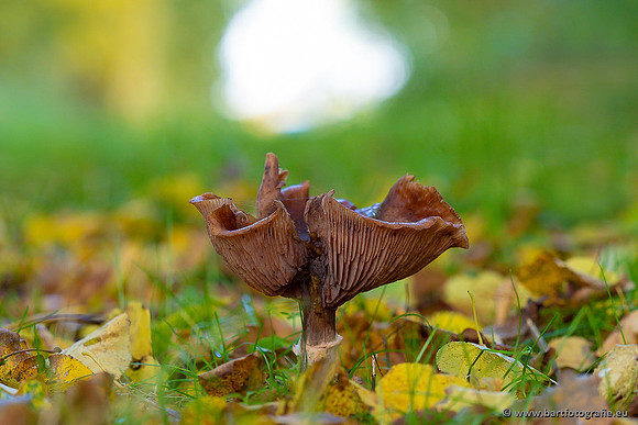 Paddenstoelen 2021, Bart Fotografie-121