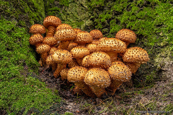 Paddenstoelen 2021, Bart Fotografie-118