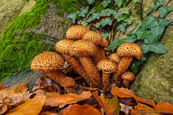 Paddenstoelen 2021, Bart Fotografie-119