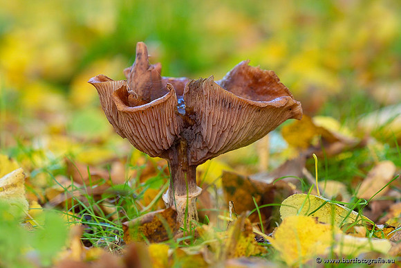 Paddenstoelen 2021, Bart Fotografie-123