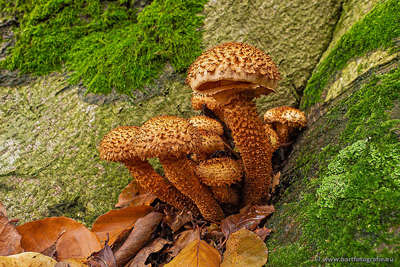 Paddenstoelen 2021, Bart Fotografie-120