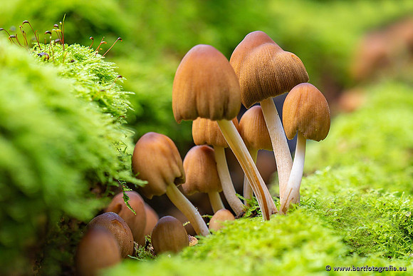 Paddenstoelen 2021, Bart Fotografie-124