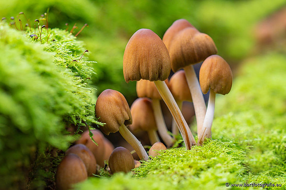 Paddenstoelen 2021, Bart Fotografie-125