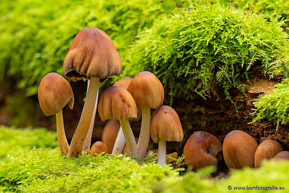 Paddenstoelen 2021, Bart Fotografie-126