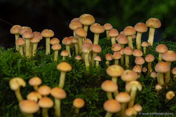 Paddenstoelen 2021, Bart Fotografie-127