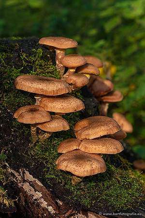 Paddenstoelen 2021, Bart Fotografie-128