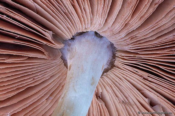 Paddenstoelen 2021, Bart Fotografie-129