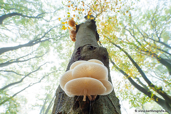 Paddenstoelen 2021, Bart Fotografie-131