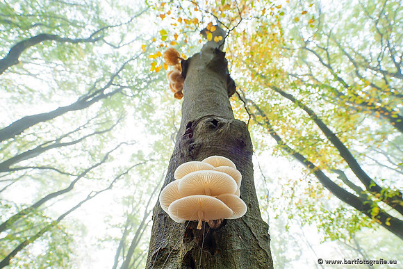 Paddenstoelen 2021, Bart Fotografie-132