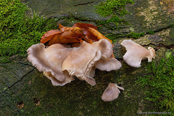 Paddenstoelen 2021, Bart Fotografie-130