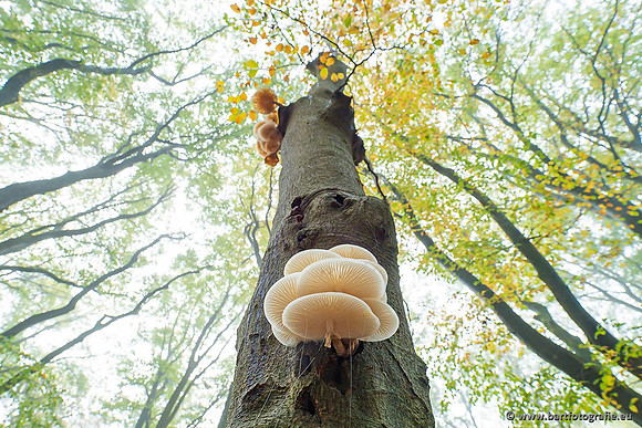 Paddenstoelen 2021, Bart Fotografie-133