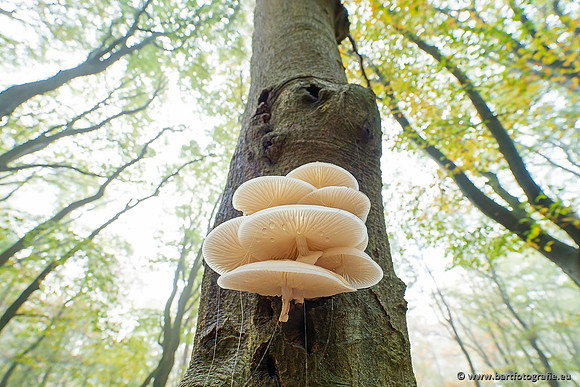 Paddenstoelen 2021, Bart Fotografie-135