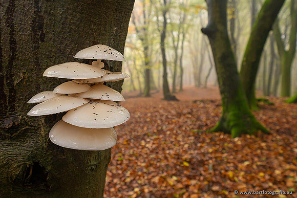 Paddenstoelen 2021, Bart Fotografie-137