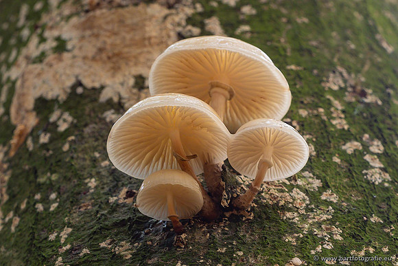 Paddenstoelen 2021, Bart Fotografie-138
