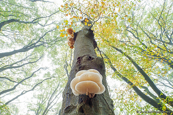 Paddenstoelen 2021, Bart Fotografie-134