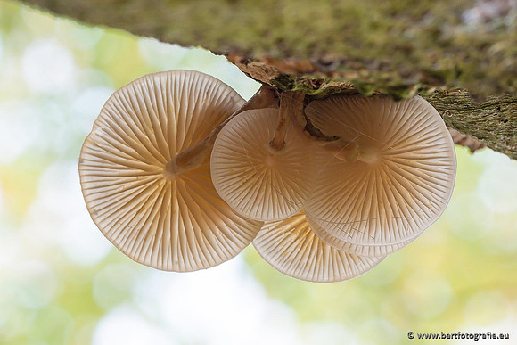 Paddenstoelen 2021, Bart Fotografie-140