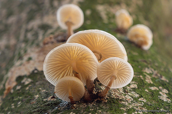 Paddenstoelen 2021, Bart Fotografie-139