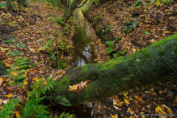 Zuidelijke en Middelste Horsthoekerbeek 061119-026