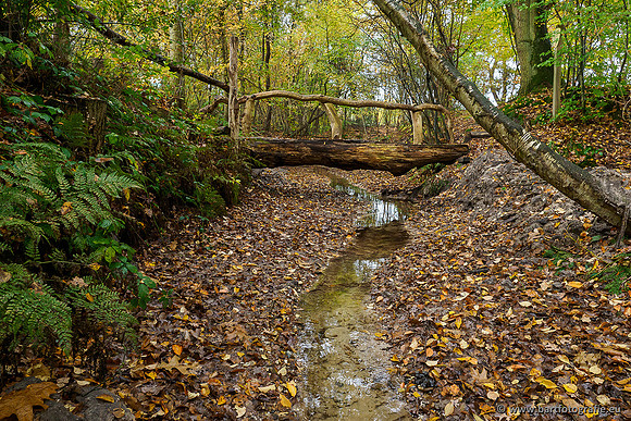 Zuidelijke en Middelste Horsthoekerbeek 061119-027