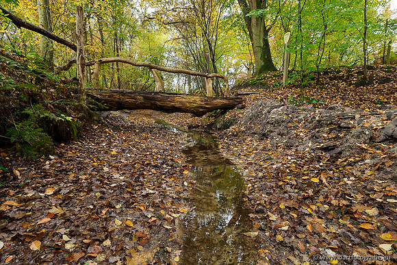 Zuidelijke en Middelste Horsthoekerbeek 061119-028