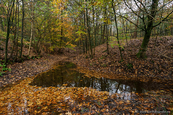 Zuidelijke en Middelste Horsthoekerbeek 061119-041